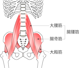 腸腰筋