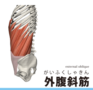 外腹斜筋