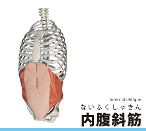 内腹斜筋