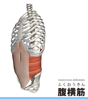 腹横筋