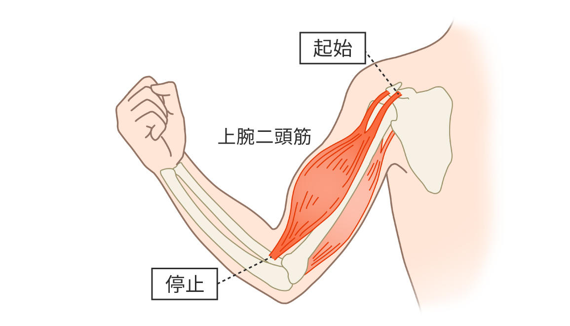 ■初心者向け筋トレのコツ①ストレッチと収縮を意識する